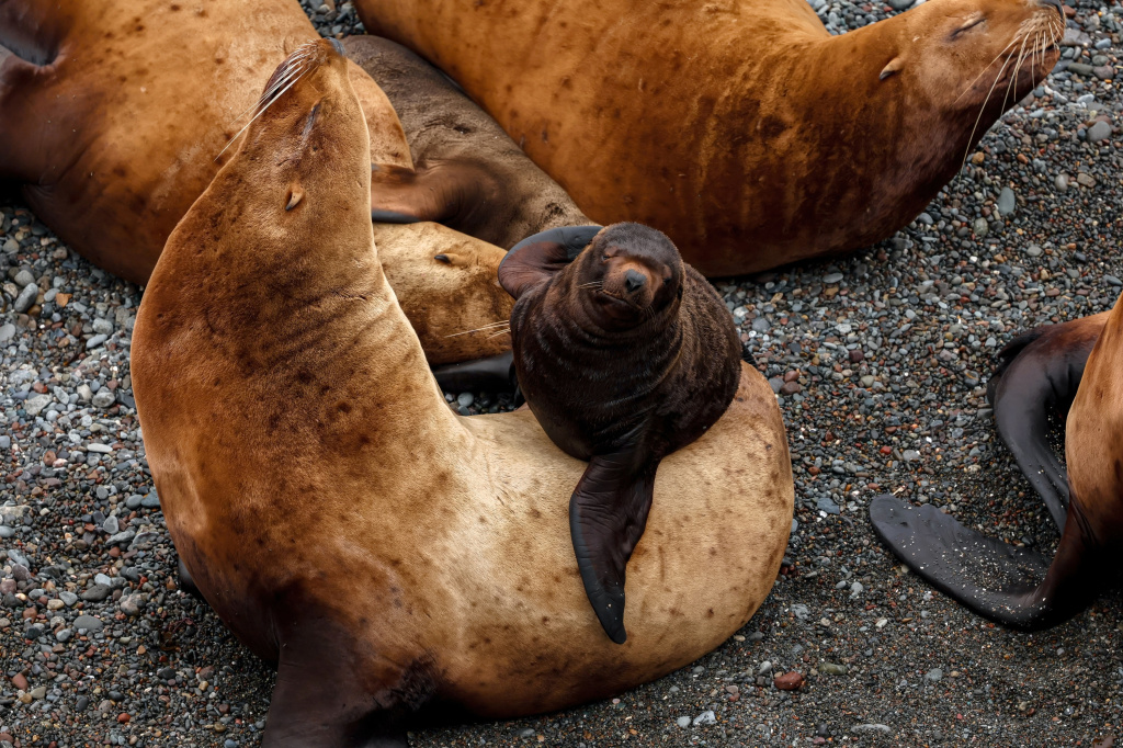 Первозданная Россия-2025: Дикие, но симпатичные