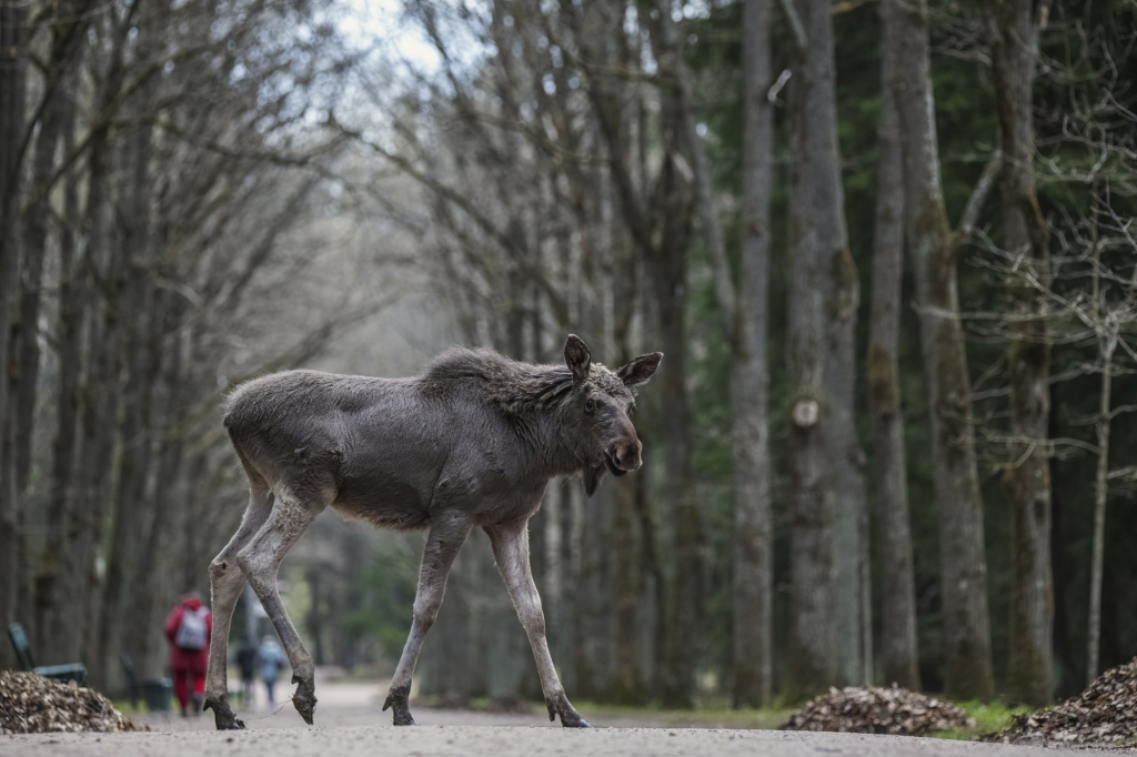 Первозданная Россия-2025: Дикие, но симпатичные