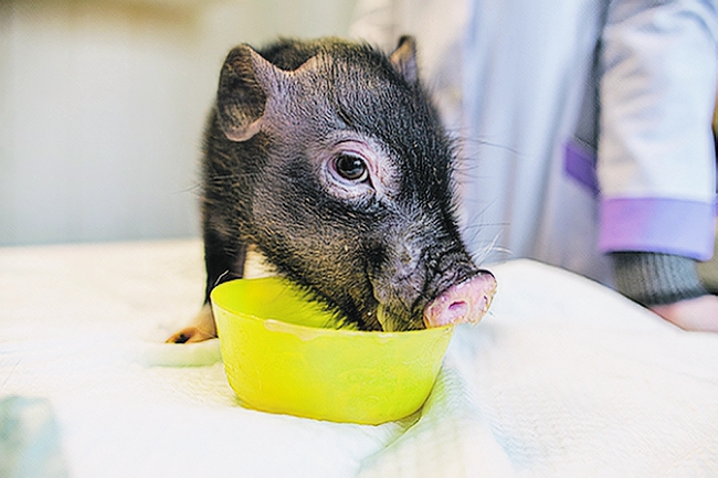 Парламентское Собрание: Научный доход