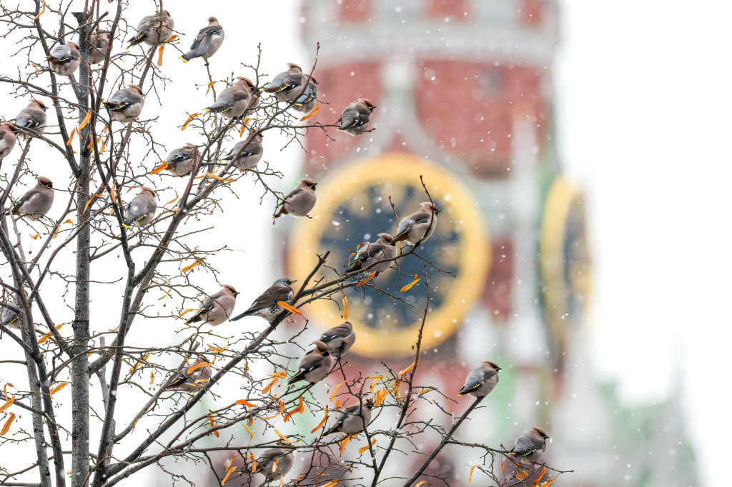 Первозданная Россия-2025: Дикие, но симпатичные