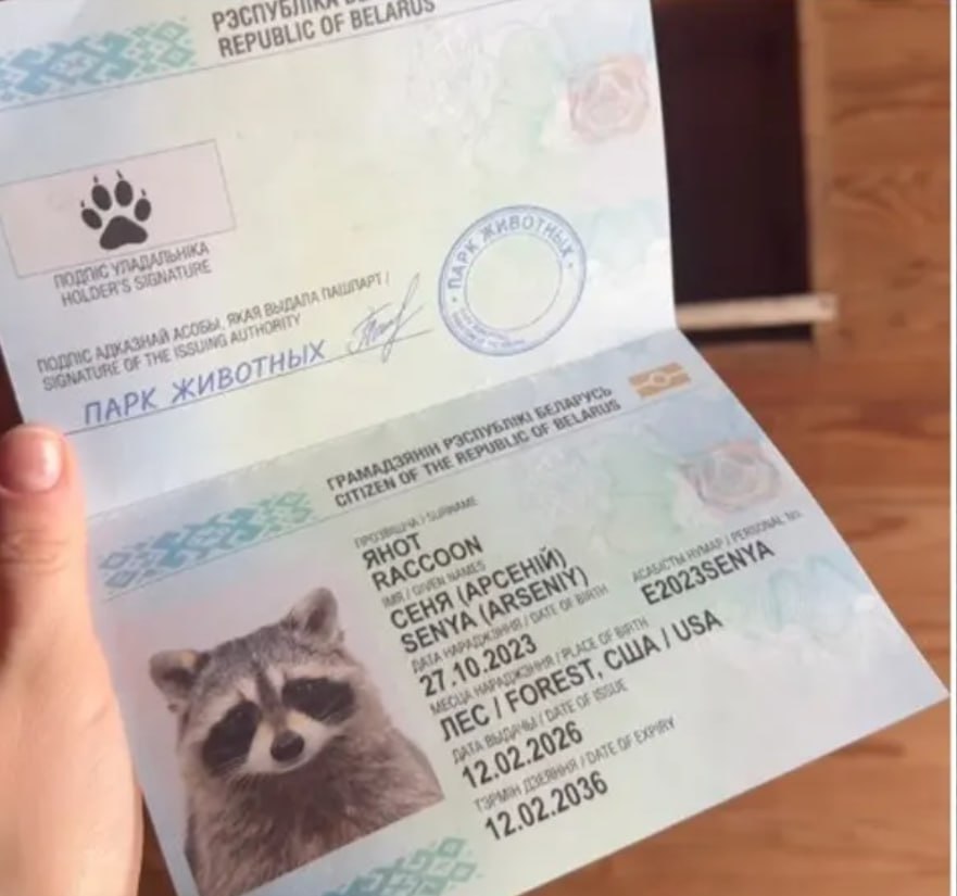 Енот-путешественник из США нашел новый дом и получил белорусский «паспорт»