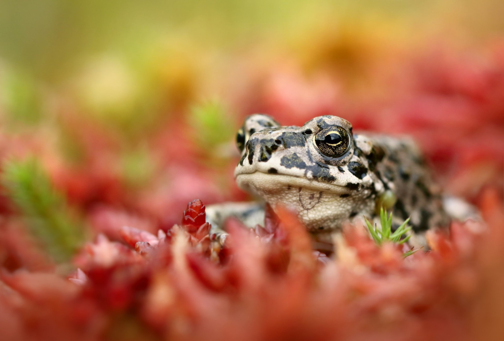 От Командорских островов и вулканов Камчатки до последней заповедной тайги Европы 