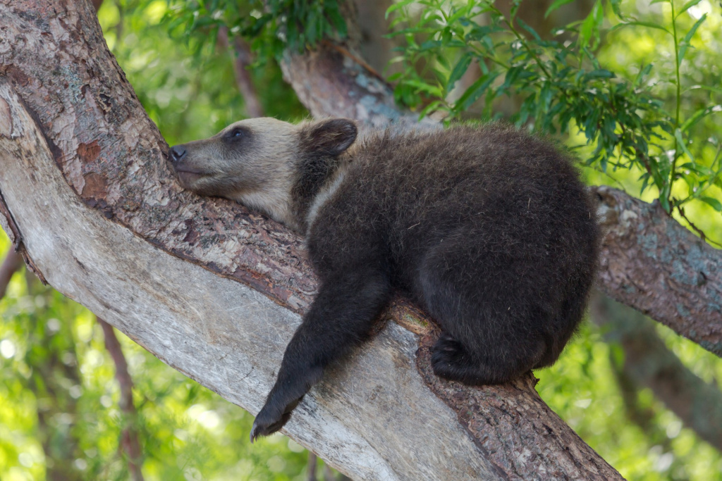 От Командорских островов и вулканов Камчатки до последней заповедной тайги Европы 