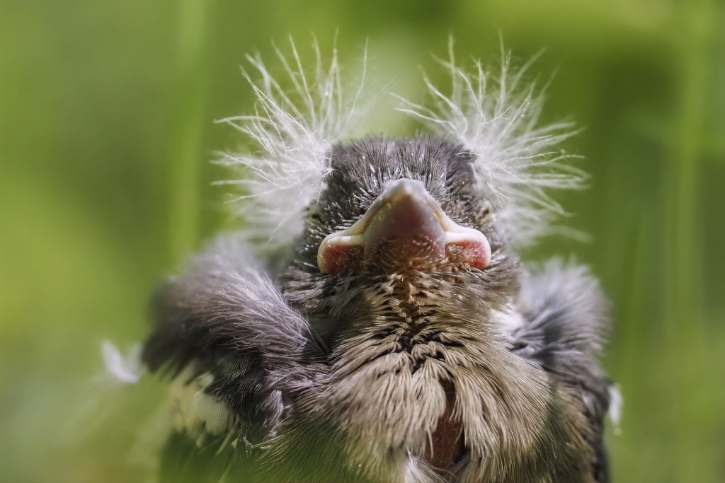 Первозданная Россия-2025: Дикие, но симпатичные