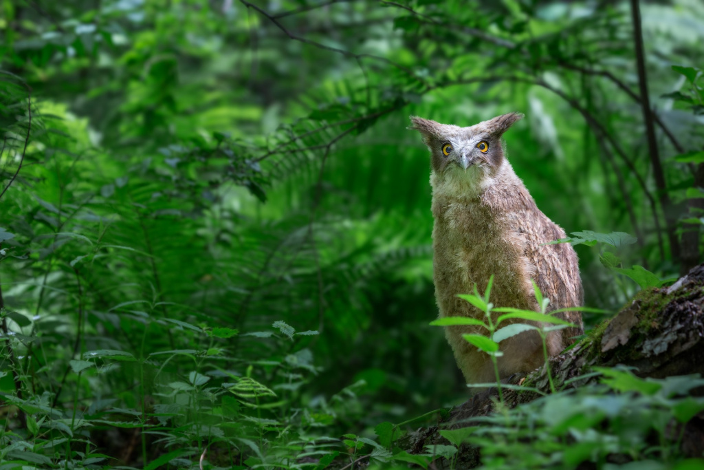 От Командорских островов и вулканов Камчатки до последней заповедной тайги Европы 