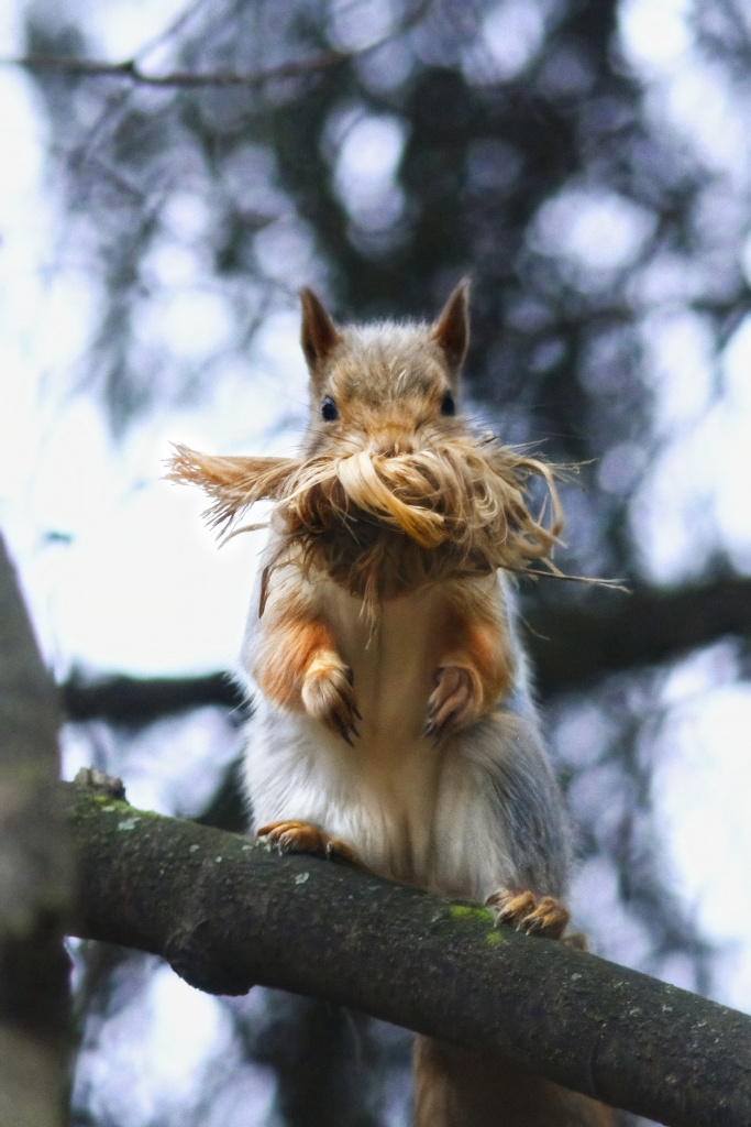 Первозданная Россия-2025: Дикие, но симпатичные