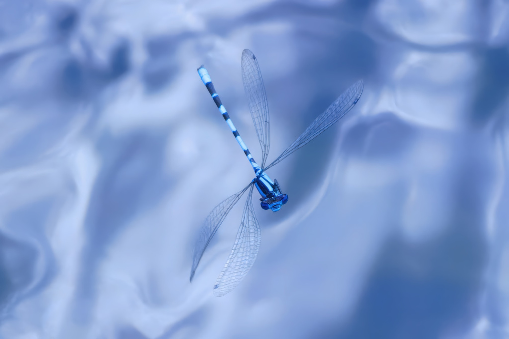 Первозданная Россия-2025: Дикие, но симпатичные