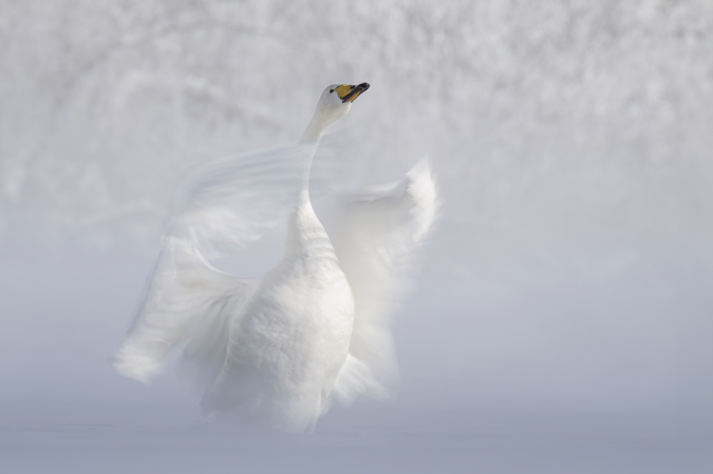 Первозданная Россия-2025: Дикие, но симпатичные