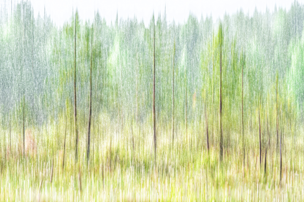 Первозданная Россия-2025: Дикие, но симпатичные