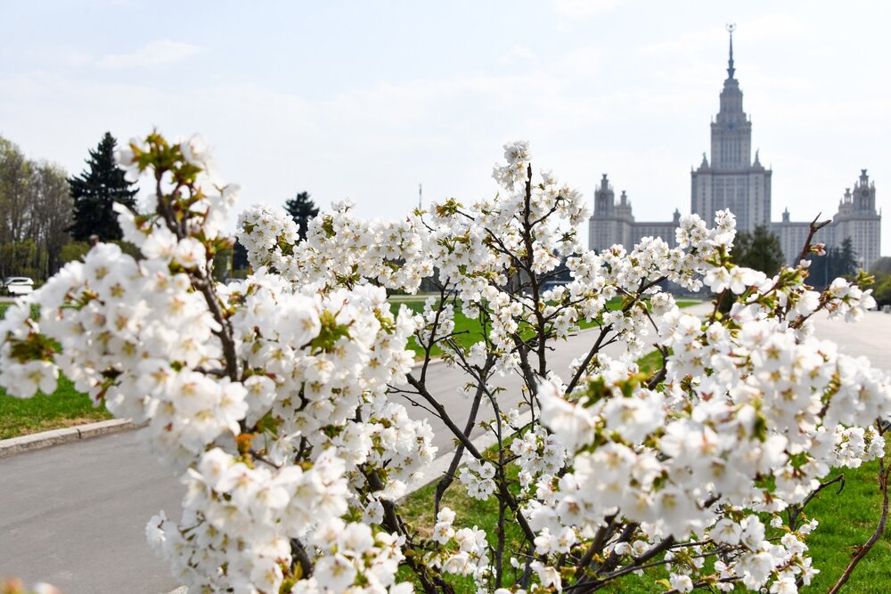 Пять садов России, где можно увидеть цветущую сакуру