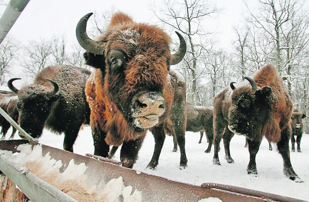 Пущу в пущу Пущу в пущу