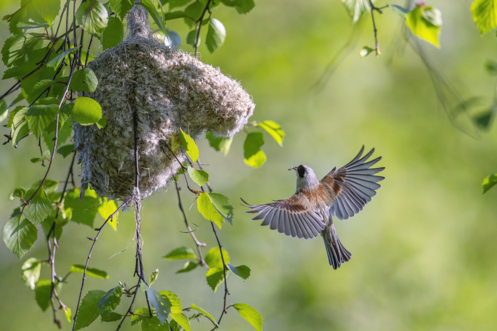 Первозданная Россия-2025: Дикие, но симпатичные
