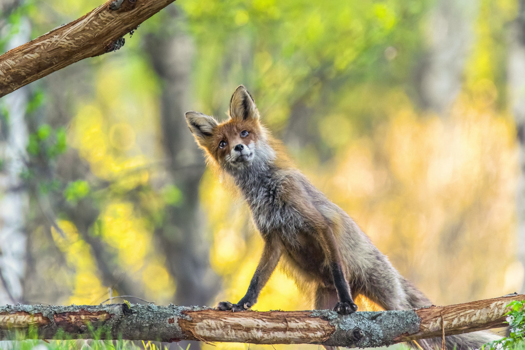 Первозданная Россия-2025: Дикие, но симпатичные