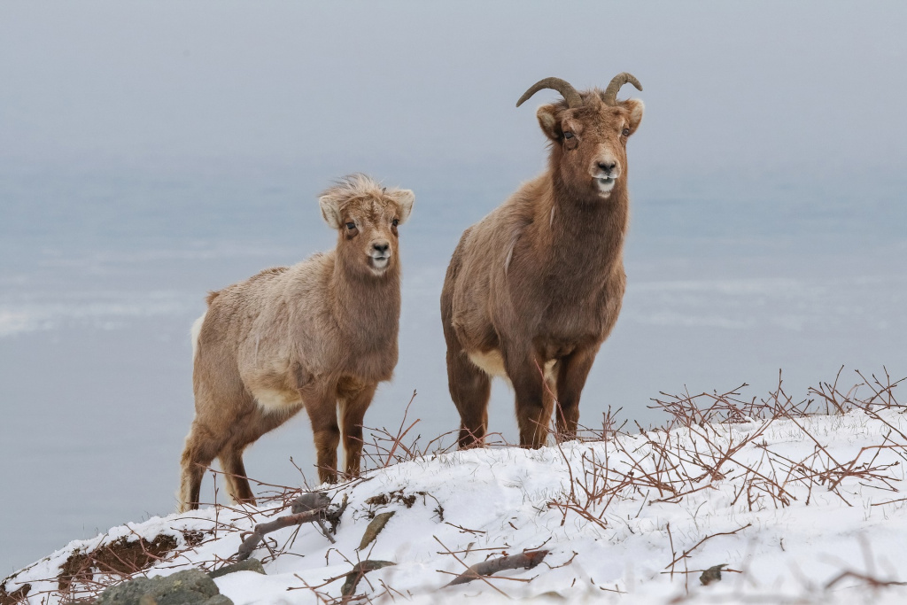 От Командорских островов и вулканов Камчатки до последней заповедной тайги Европы 