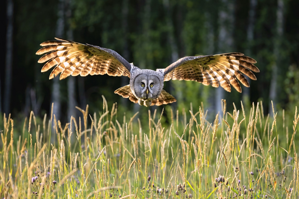 Первозданная Россия-2025: Дикие, но симпатичные